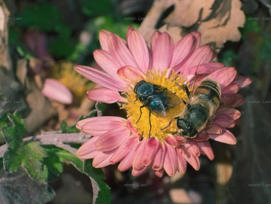 Insects, flower, closeup, color, photo