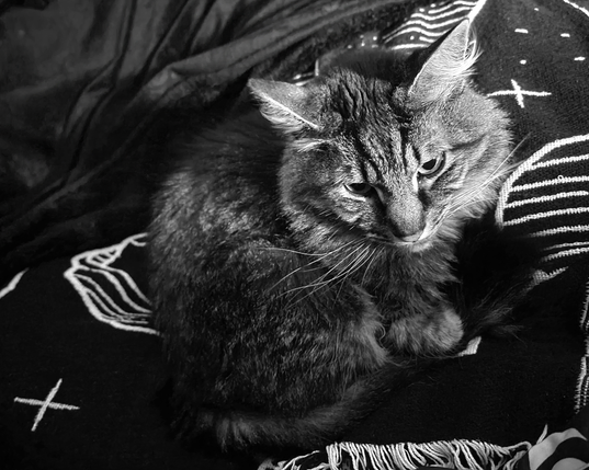 Black and white photo of a fluffy tabby cat named Ronan lying on a patterned blanket, looking down disapprovingly. Ronan has thick fur with visible stripes, long whiskers, and pointed ears.