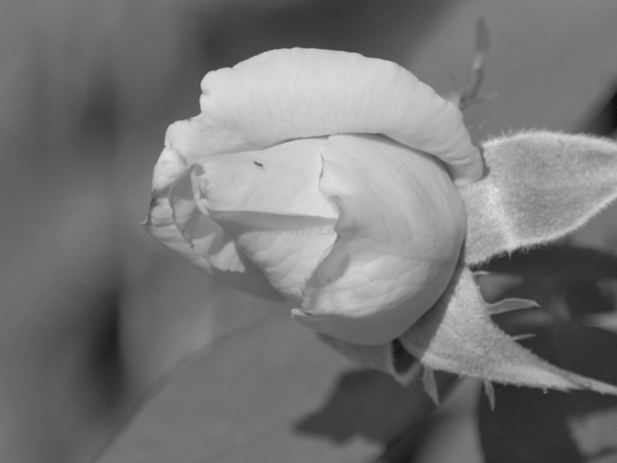 Rose, closeup, black and white, photo