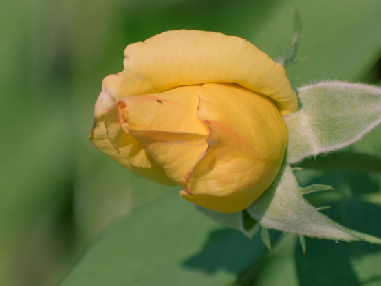 Rose, closeup, color, photo