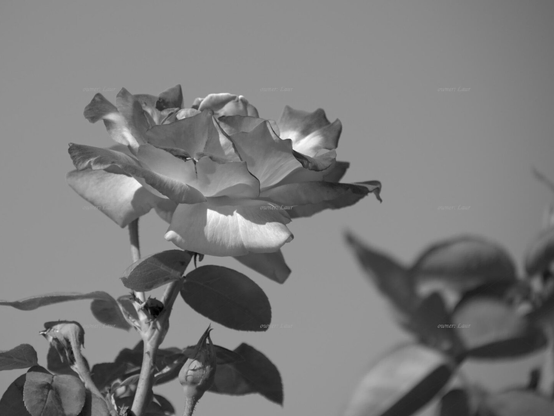 Rose, closeup, black and white, photo