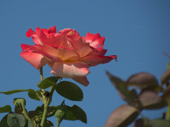 Rose, closeup, color, photo