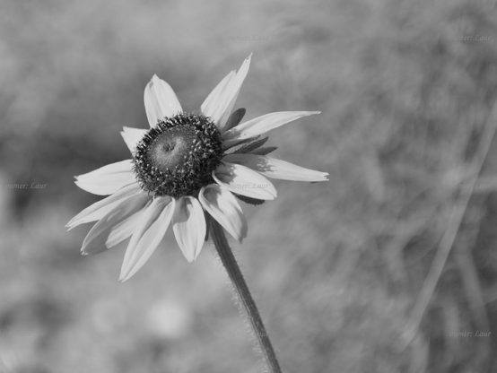 Flower, closeup, black and white, photo