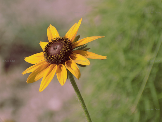 Flower, closeup, color, photo