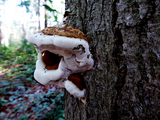 Foto van grillige bruin-witte zwam op boom, een beetje lijkend op een wat verwrongen mond