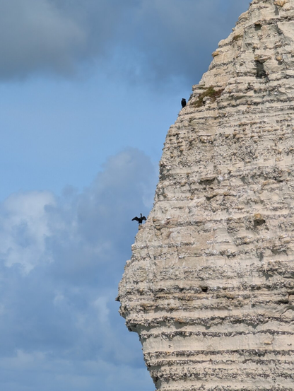 Black bird (cormorant?) drying it's wings while standing on a cliff