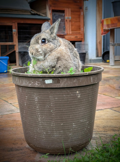Ein süßer kleiner Hase mit braunem Fell sitzt mitten in einem Blumentopf in frisst mit einem unschuldigen Blick das Grünzeug, das darin wächst. Foto von Karen Kaspar