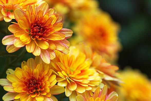 Close-up photo of some pin-orangy flowers