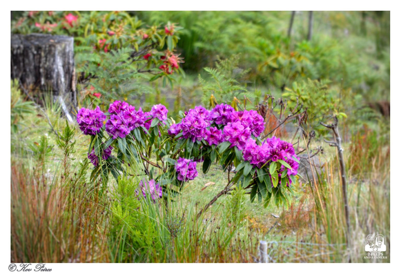 A cluster of bright magenta or purple pink rhododendron flowers blooming in the center of the frame, surrounded by tall, dry grasses, green ferns, and dense, dark green foliage.

In the background, a cut tree stump is visible on the left, and other shrubs and flowering plants provide a soft backdrop. The overall setting is a lush, slightly wild garden or mountain landscape.