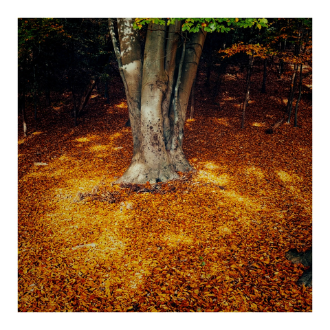 Ein Buchenstamm und darum der mit orangen Blättern bedeckte Boden