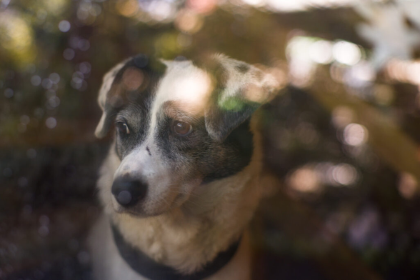 Portrait of a black and white dog behind a window with blurred reflections on the window.