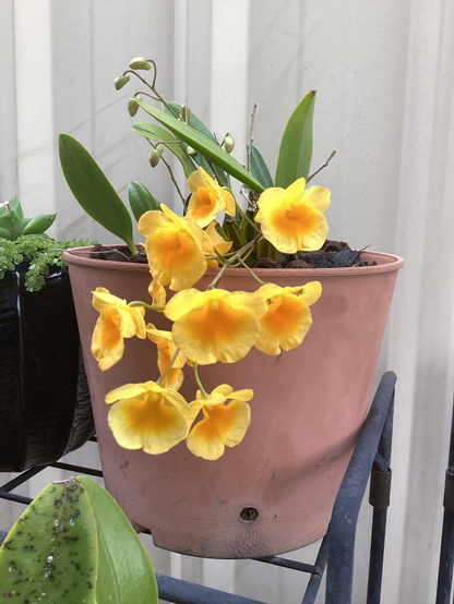 yellow flowers in a pot