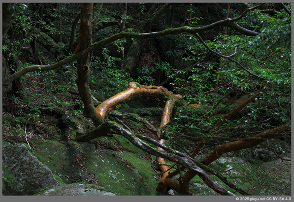 Silent death. Yakushima, Kagoshima, Japan.