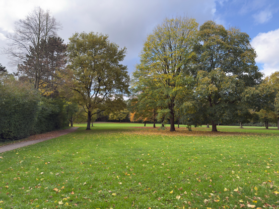 A photo of a park woth green grass and some trees. The trees are mostly still green but starting to get autumn orange.