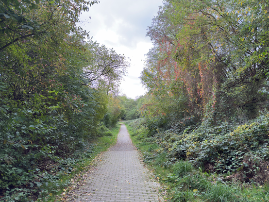 A photo of a walkway. Left and right bushes and trees, mostly green but also a bit orange.