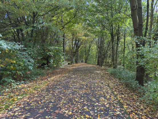 A photo of a walkway theough a small forest. The trees are mostly green. Orange leaves covering the walkway.