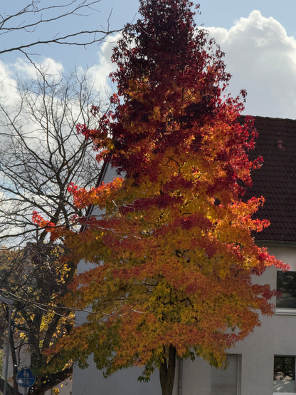 A photo of a long tree in autumn colors. It starts with a dark red in the top, going over a lighter red to orange and yellow. The bottom part is still a bit geeen.