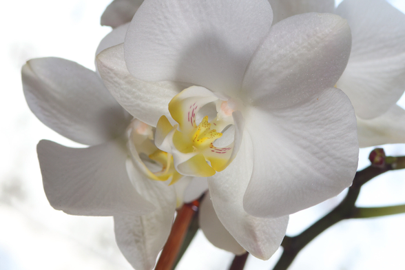 Macro photography of a single white Phalaenopsis Orchid flower in bloom.