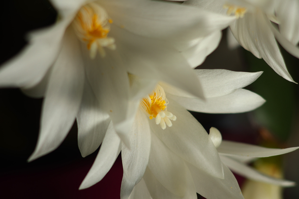 Macro photography of a single white Christmas Cactus flower in bloom.