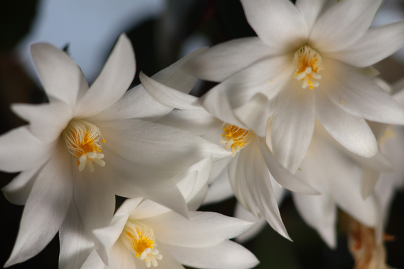 Macro photography of a bunch of white Christmas Cactus flowers in bloom.