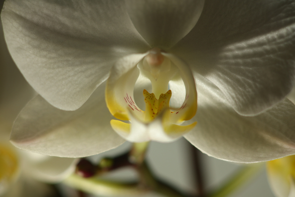Macro photography of a single white Phalaenopsis Orchid flower in bloom.
