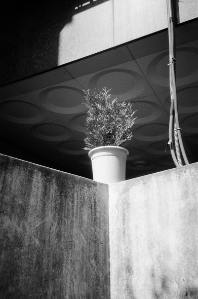 주택가 담장의 모서리 부분에 화분 하나가 놓여있는 것을 올려다보며 찍었다. 화분에는 관목 한 그루가 심어져있다. 뒤쪽으로는 주택 필로티 주차장의 천장과 늘어진 에어컨 호스 등이 보인다.