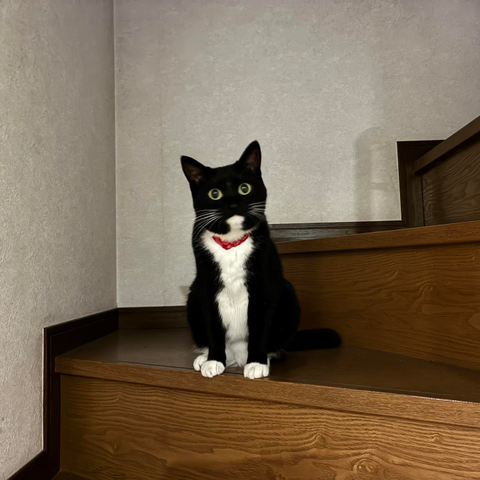 A black and white cat is sitting on a wooden staircase, looking curiously at the camera. The cat has a collar around its neck. The photo is dim because it was taken at night.