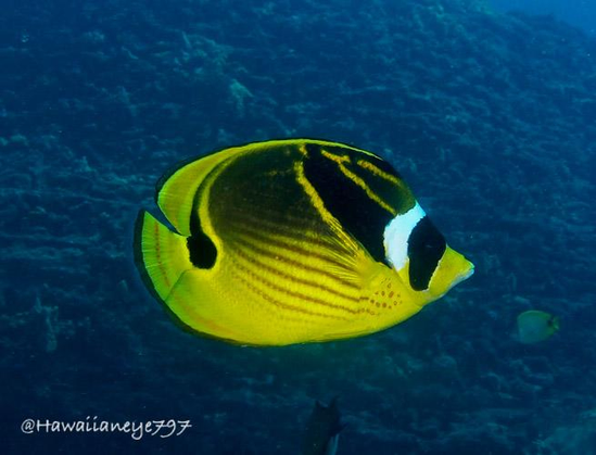 An oval yellow fish swims over an ocean reef. It is marked with mask-like bands of white and black over its face, and other varied black markings on its body.