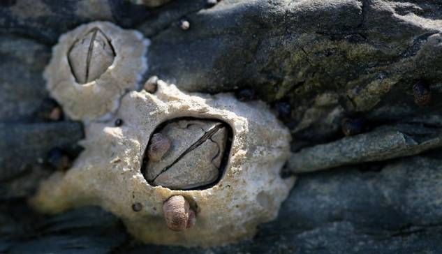 Macro photograph of a small barnacle clinging to a grey rock exposed at low tide, lit by the sun. The barnacle is rather whitish, with hues of grey and yellow. Its calcified wall around it has a rough texture, as do the two plates inside that form its opening, the "operculum." Two spiral shells even smaller than the barnacle cling to its surface. Another similar barnacle is blurred in the background, along with other small shells.

Photographie macro d'une petite balane accrochée à un rocher gris exposé à marée basse, éclairée par le soleil. La balane est plutôt blanchâtre, avec des teintes de gris et de jaune. Sa muraille calcifiée autour d'elle a une texture rugeuse, tout comme les deux plaques à l'intérieur qui forment son ouverture, "l'opercule". Deux coquillages en spirale encore plus petits que la balane s'accrochent à sa surface. Une autre balane semblable est floue en arrière-plan, ainsi que d'autres petits coquillages.