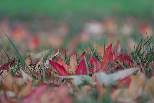 Feuilles colorées jonchant le sol