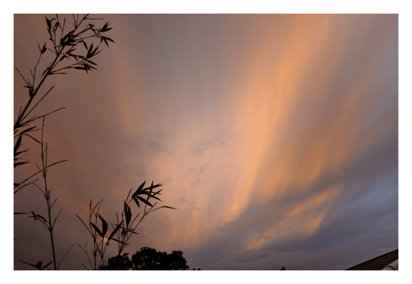 The dark silhouette of stalked leaves against a cloud-streaked sky at sunset. The sky is painted in warm hues of orange and pink, contrasting with the deepening purple of dusk. - Google Gemini 2.5 Pro