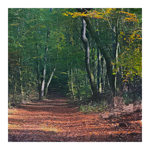 Orangene Blätter am Boden und noch meist grüne Blätter an den Bäumen 