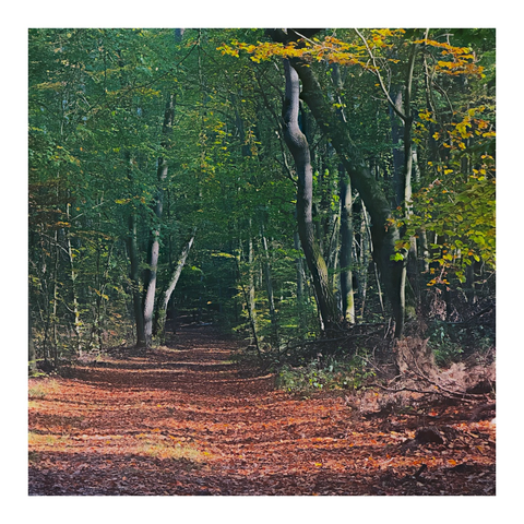 Orange Blätter am Biden und noch meist grüne Blätter an den Bäumen