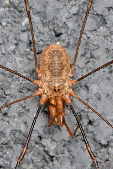 A photo of an orange harvestman with large mouth parts on a grey surface.