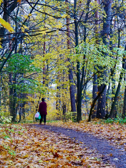A person wearing a maroon coat walks on a tree-lined path covered in autumn leaves. Surrounding trees showcase vibrant yellow foliage, creating a serene forest scene.