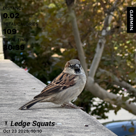 Photo of a sparrow on a ledge. Superimposed with Garmin workout statistics.
