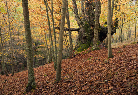 Fotografía otoñal de un bosque, sobre una pendiente cubierta de hojas rojas se alza un castaño centenario, cubierto de musgo entre otros castaños mucho mas jovenes, pendiente abajo tras el se aprecia la espesura del bosque con tonos naranjas amarillos y verdes y se intuye el cauce de un rio.