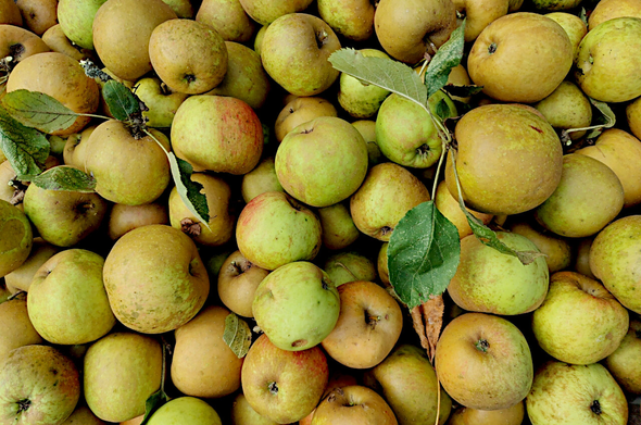 Plusieurs dizaines de pommes de diverses variétés