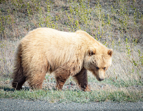 With its thick, golden fur and commanding presence, this grizzly bear reflects the raw beauty of nature, perfect for any space that celebrates wild things and the power of apex predators in the animal kingdom.