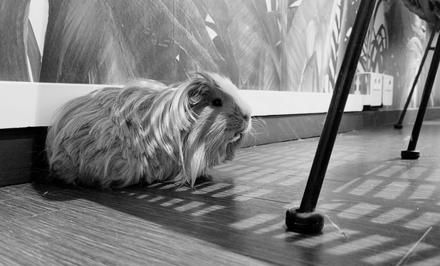 Photo noir et blanc.
Dans une pièce, à l'arrière, le mur recouvert d'un papier peint motif végétal.
Devant, un cobaye shelty de profil  regardant vers la droite de l'image.
Devant, le sol et 3 pieds de chaises.
Sur le cobaye et le sol, il y a une ombre, un jeu de ligne.