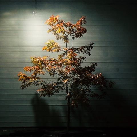 A thin, lone autumn tree grows against the exterior of a white building at night under a small flood light.
