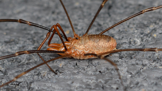 A photo of an orange harvestman with large mouth parts on a grey surface.