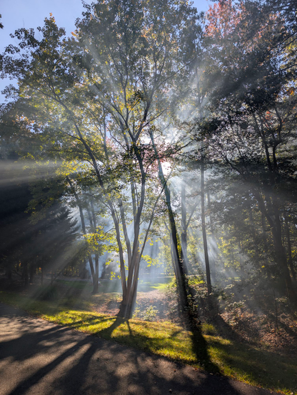 Sunbeams through smoke and trees. Sun is centered on the tree and is emanating sunbeams.