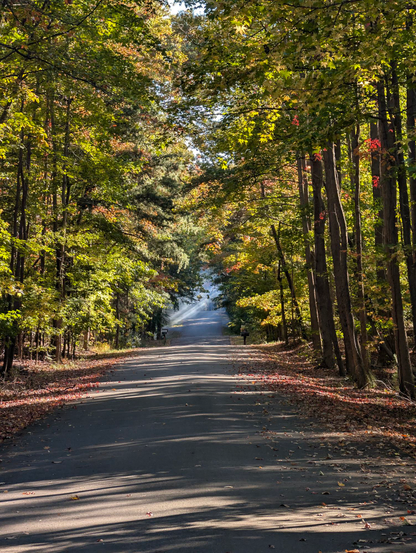 The smokey sunbeams off in the distance down a forest road.