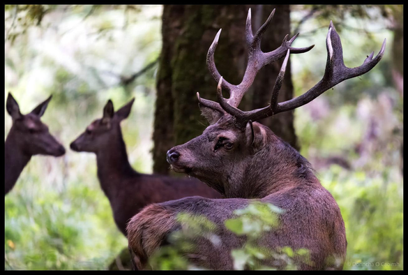 A red deer stag with impressive branching antlers in profile stands alert in Killarney National Park with two female deer (hinds) visible as silhouettes in the soft-focused background among trees and dappled forest light.
