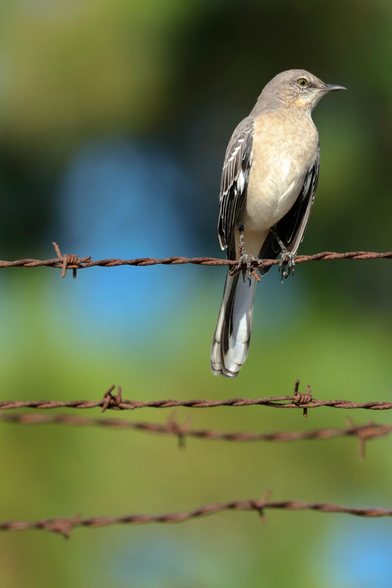 a grey bird with bright eyes sits on a barbed-wire fence.