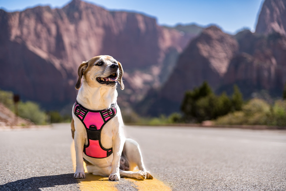 Beagle mix dog posing for a photograph on an empty road in Zion National Park.