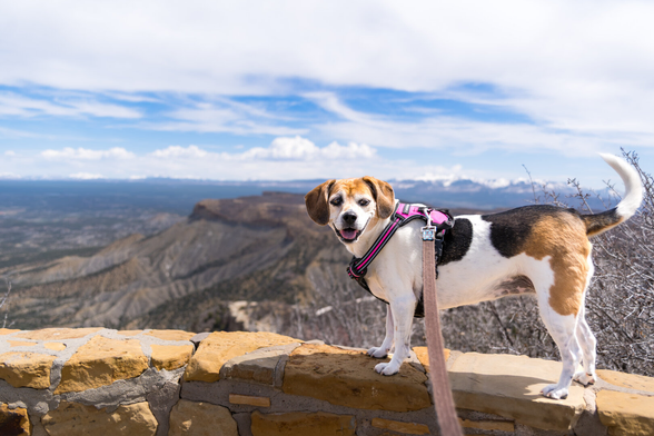 Beagle mix dog posing for a photograph on a ledge in Zion National Park.