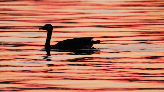 Photograph of a Canada goose in silhouette swimming at sunset with pink and blue light reflected off horizontal ripples in the water.