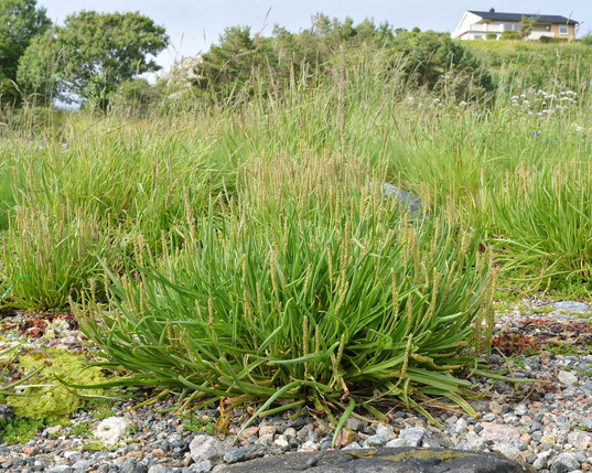 A photo of a patch of sea plantain. There are other plants behind it, and then some trees before a hill with a house on top of it.